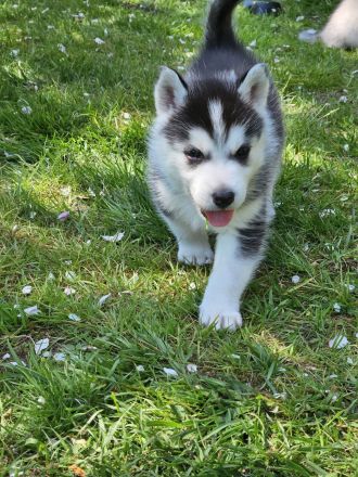 WUNDERSCHÖNE Husky Bärchen abzugeben