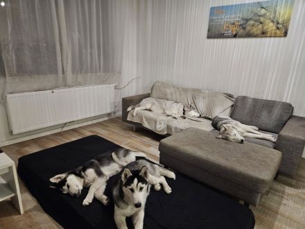 WUNDERSCHÖNE Husky Bärchen abzugeben