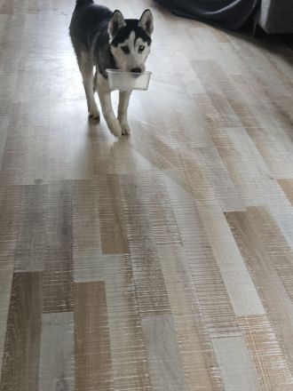 WUNDERSCHÖNE Husky Bärchen abzugeben