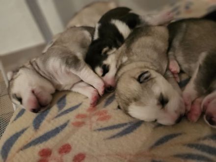 WUNDERSCHÖNE Husky Bärchen abzugeben