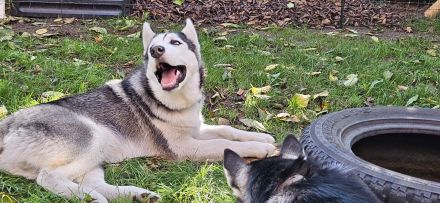 WUNDERSCHÖNE Husky Bärchen abzugeben