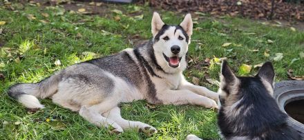 WUNDERSCHÖNE Husky Bärchen abzugeben
