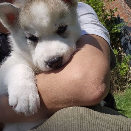 WUNDERSCHÖNE Husky Bärchen abzugeben