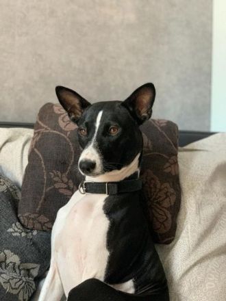 BASENJI Deckrüde