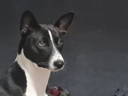 BASENJI Deckrüde