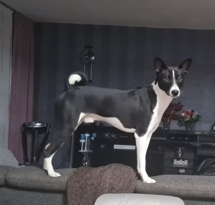 BASENJI Deckrüde