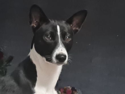 BASENJI Deckrüde