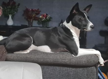BASENJI Deckrüde