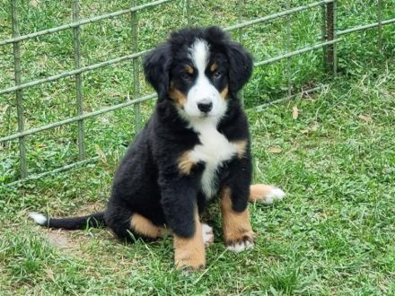 Ab sofort suchen Berner Sennenwelpen ein neues Zuhause whatsapp us  whatsapp +4368120563216