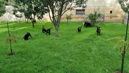 Ab sofort suchen Berner Sennenwelpen ein neues Zuhause whatsapp us  whatsapp +4368120563216