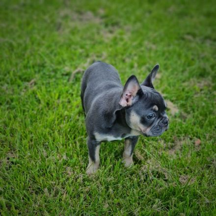Französische Bulldogge Hündin Blue tan mit Ahnentafel