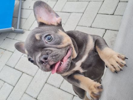 Französische Bulldogge Hündin Blue tan mit Ahnentafel