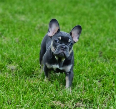 Französische Bulldogge Hündin Blue tan mit Ahnentafel