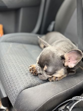 Französische Bulldogge Hündin Blue tan mit Ahnentafel