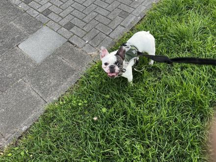 2 französische Bulldoggen