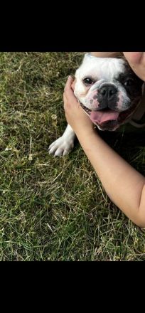 2 französische Bulldoggen