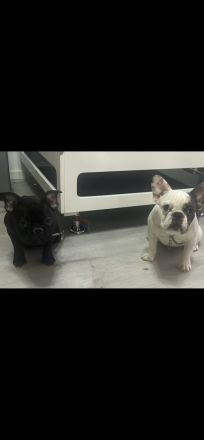 2 französische Bulldoggen