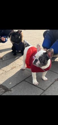 2 französische Bulldoggen