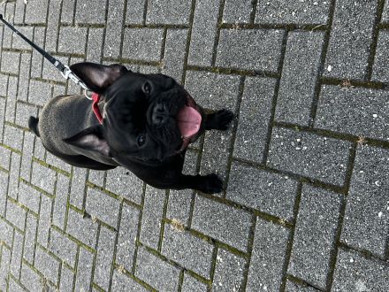 2 französische Bulldoggen