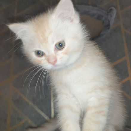 BKH Kitten noch 2 Mädchen verfügbar