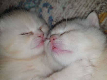 BKH Kitten noch 2 Mädchen verfügbar