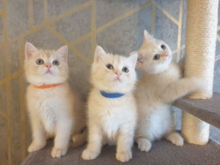 BKH Kitten noch 2 Mädchen verfügbar