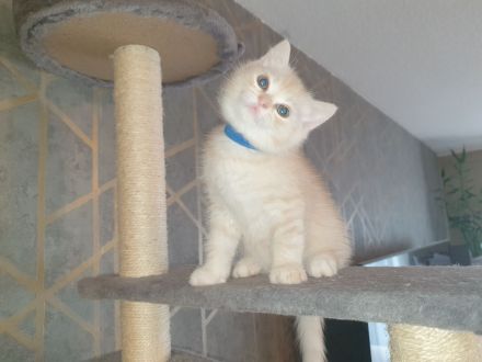 BKH Kitten noch 2 Mädchen verfügbar