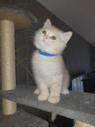 BKH Kitten noch 2 Mädchen verfügbar