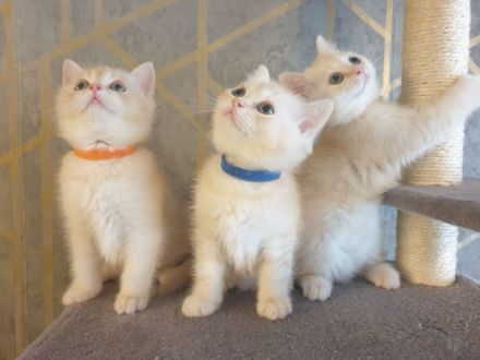 BKH Kitten noch 2 Mädchen verfügbar