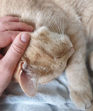 Tierheilpraxis Frankenwald - mobile Tierheilpraxis im Raum Hof, Kronach und Bad Lobenstein