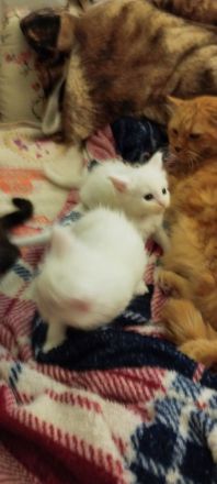 Maincoon Kitten in liebevolle Hände zu verkaufen