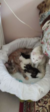 Maincoon Kitten in liebevolle Hände zu verkaufen