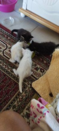 Maincoon Kitten in liebevolle Hände zu verkaufen