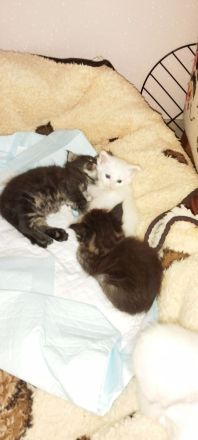 Maincoon Kitten in liebevolle Hände zu verkaufen