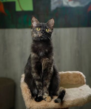 Katze Tortoishellkatze Schildpattkatze gechipt und geimpft