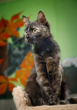 Katze Tortoishellkatze Schildpattkatze gechipt und geimpft