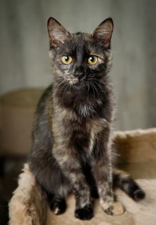 Katze Tortoishellkatze Schildpattkatze gechipt und geimpft