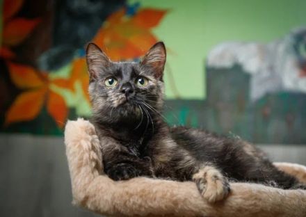 Katze Tortoishellkatze Schildpattkatze gechipt und geimpft