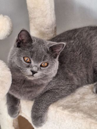 BKH und BLH Kitten mit Stammbaum suchen schönes Zuhause