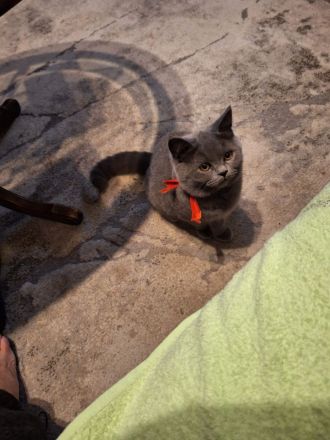 BKH und BLH Kitten mit Stammbaum suchen schönes Zuhause