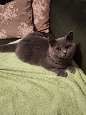 BKH und BLH Kitten mit Stammbaum suchen schönes Zuhause