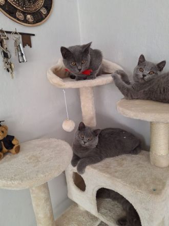 BKH und BLH Kitten mit Stammbaum suchen schönes Zuhause