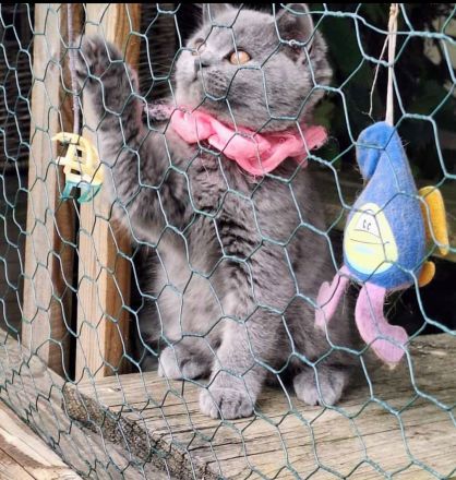 BKH und BLH Kitten mit Stammbaum suchen schönes Zuhause