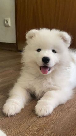 Samojeden Welpen mit FCI Ahnentafel