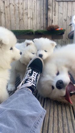 Samojeden Welpen mit FCI Ahnentafel