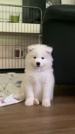 Samojeden Welpen mit FCI Ahnentafel