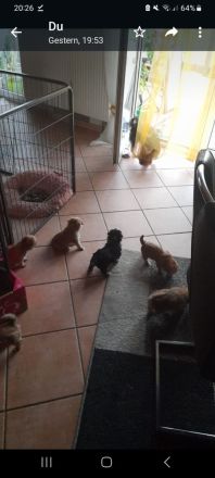 Hunde Welpen YorkshireTerrier Havaneser mix Malteser