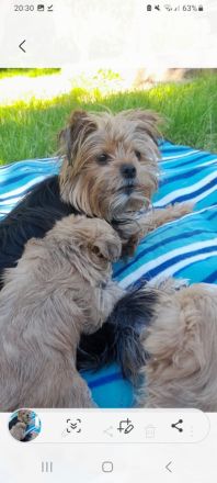 Hunde Welpen YorkshireTerrier Havaneser mix Malteser