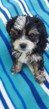 Hunde Welpen YorkshireTerrier Havaneser mix Malteser