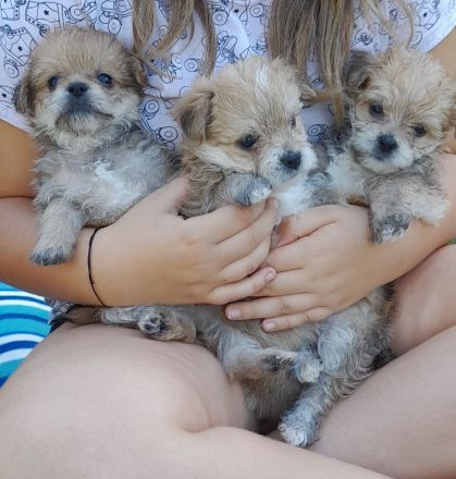 Hunde Welpen YorkshireTerrier Havaneser mix Malteser